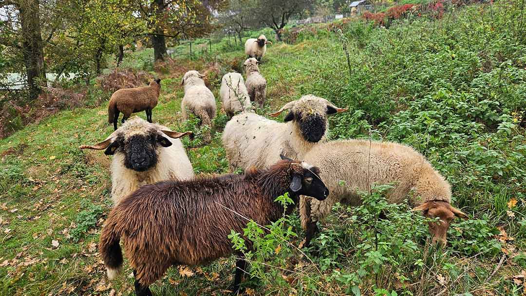 Wanderschäfer 2.0 – Tradition auf neuen Wegen in die Stadt